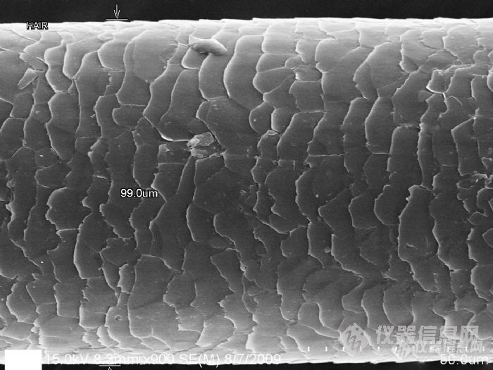 【分享】和大家分享几根头发丝,哈哈_扫描电镜(sem/eds)仪器社区_仪器