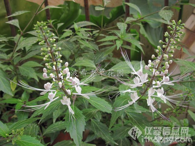 你知道猫须草吗—东盟博览会之眼