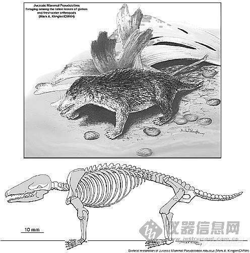 【资料】中美科学家在内蒙古发现新哺乳动物化石