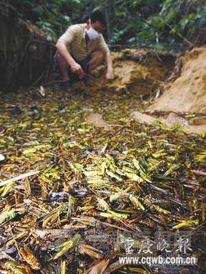 【转帖】重庆蝗虫成灾啃光竹林 人虫大战污染山泉水