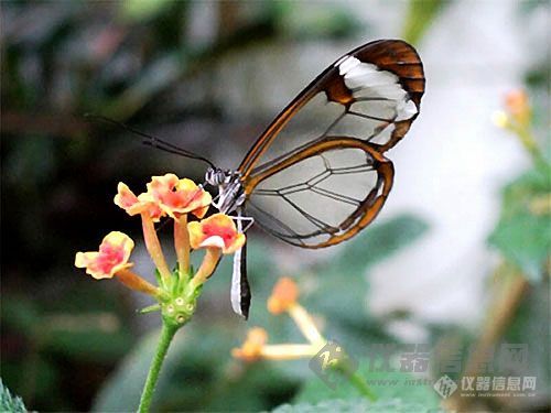 【分享】熊猫收藏－－美丽的蝴蝶
