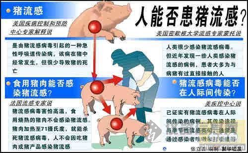 【猪流感专题】猪流感相关知识及新闻专帖---一种暂无疫苗的病毒