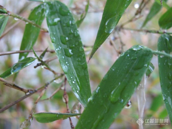 【雨中情】竹叶青青