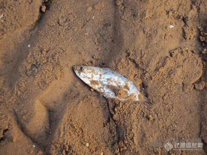 【原创】独家绝密曝光！小鱼裸体躺在北戴河沙滩上！不看的后悔！！！！