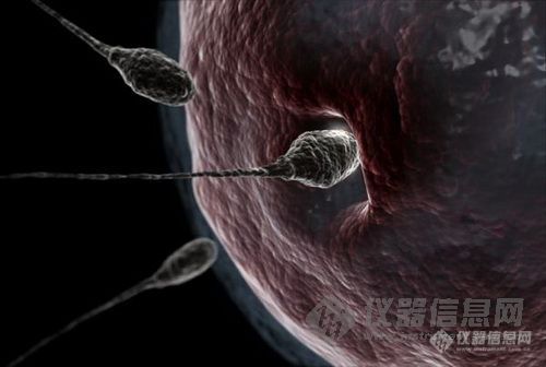 【分享】英国研究揭示人类受孕的基因奥秘