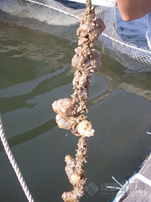 【原创】海洋监测の奇形怪状珊瑚