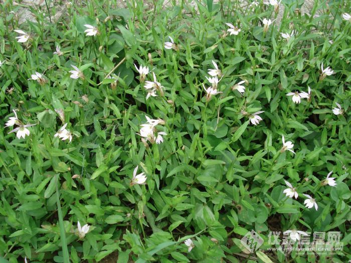 【原创】看植物猜中药（1）——48楼有答案