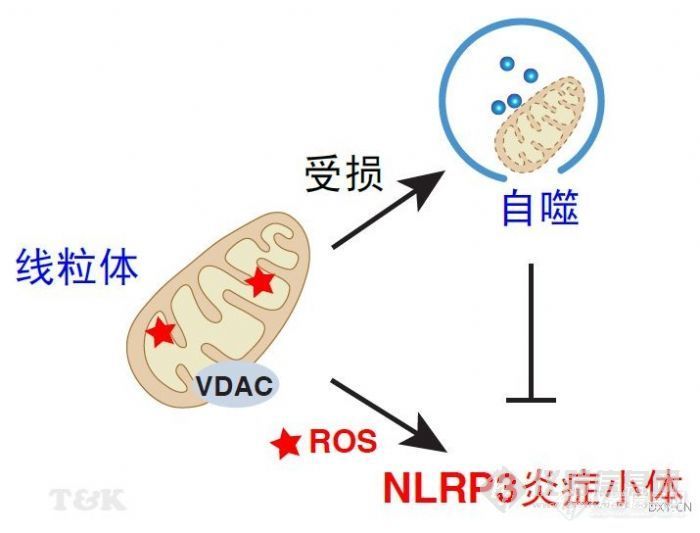 【转帖】线粒体调节NLRP3炎症小体