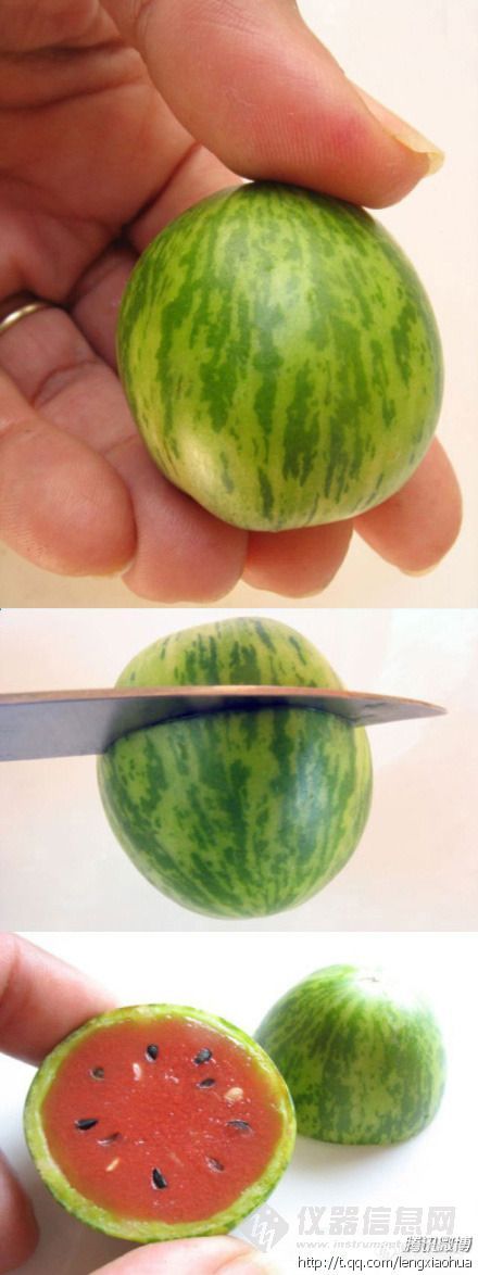 【分享】超cool的迷你西瓜，你敢吃吗？