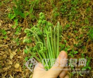 【讨论】纯天然的野菜居然会致癌？