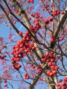 【分享】山楂果之痛