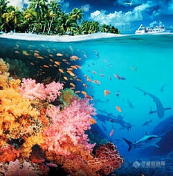 【讨论】珊瑚白化与全球变暖