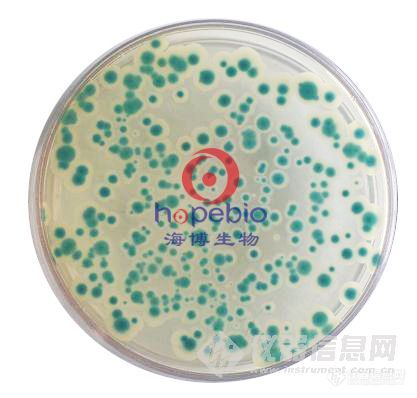 蜡样芽孢杆菌显色培养基