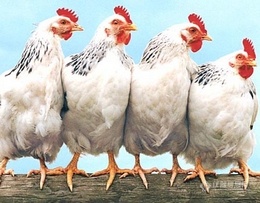 鸡儿长得快，是激素惹的祸吗？