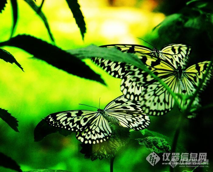 假期拍的蝴蝶照片和大家分享