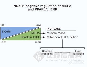 ell：超强壮的“马拉松老鼠”培育成功