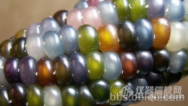 美国培育神奇“琉璃玉米”颜色如糖果绚烂