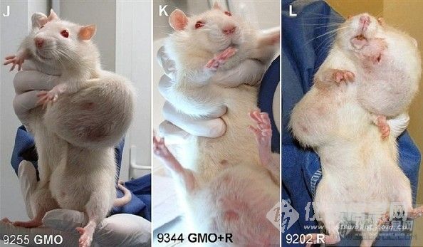 法国吃转基因玉米实验鼠长满肿瘤