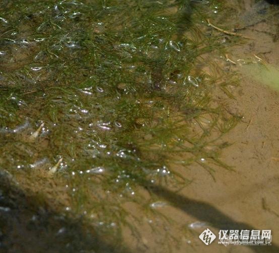 【原创大赛】滴水映世界——浅谈水生生物对环境的指示作用