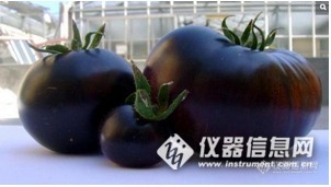 意大利黑色西红柿名“黑日” 富含抗氧化剂