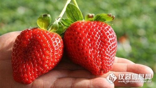 台州惊现8吨农药残留超标“毒草莓”，吃货们，肿么办？