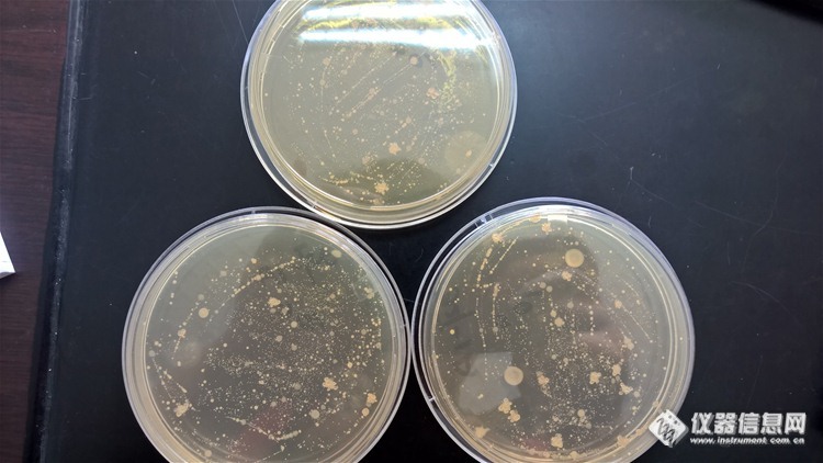 肥料中检测有效活菌数-巨大芽孢杆菌