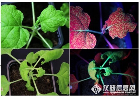 植物GFP发光表达拍照激发光源的选择