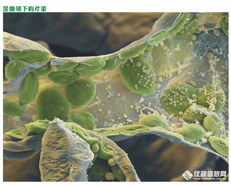 芹菜切片细胞结构图图片
