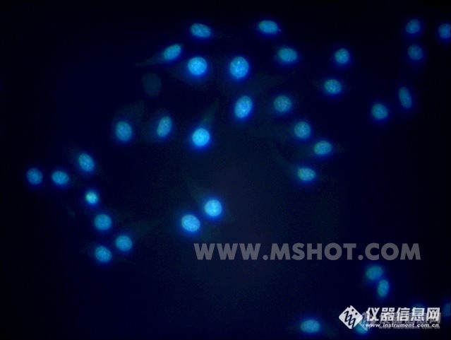 倒置荧光显微镜与活细胞的培养