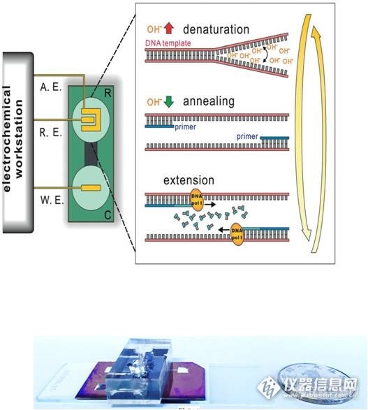 上海应物所发展出基于酸碱调控的室温PCR新方法