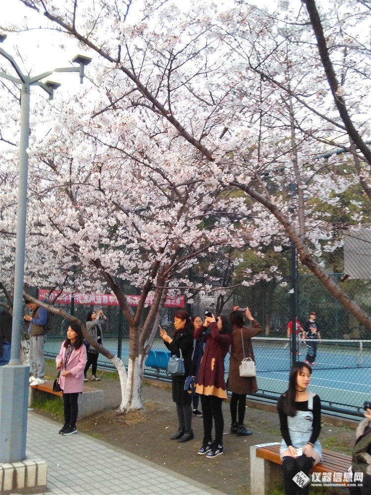 同济大学的樱花