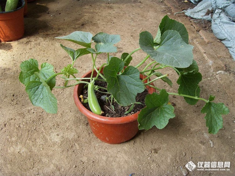 盆栽花卉或者蔬菜，你们的施肥，松土都是怎么做的？