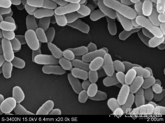 大肠杆菌透射电镜图片