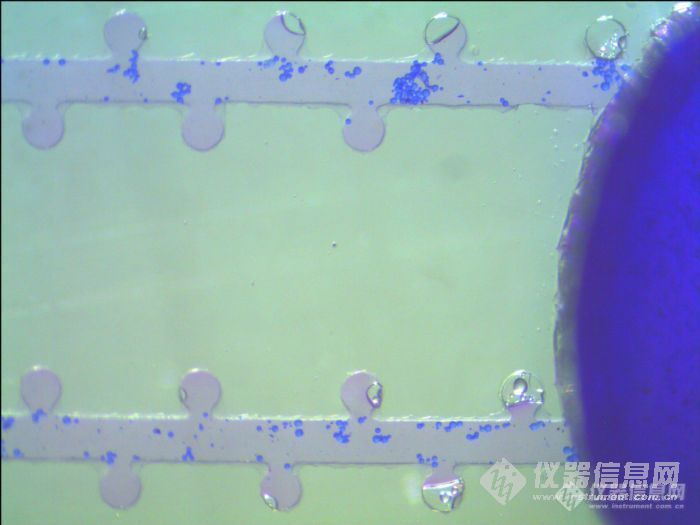 【原创大赛】显微镜下的微流控芯片硅胶进样图