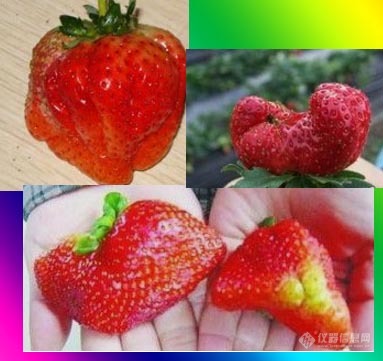 教你如何挑选草莓