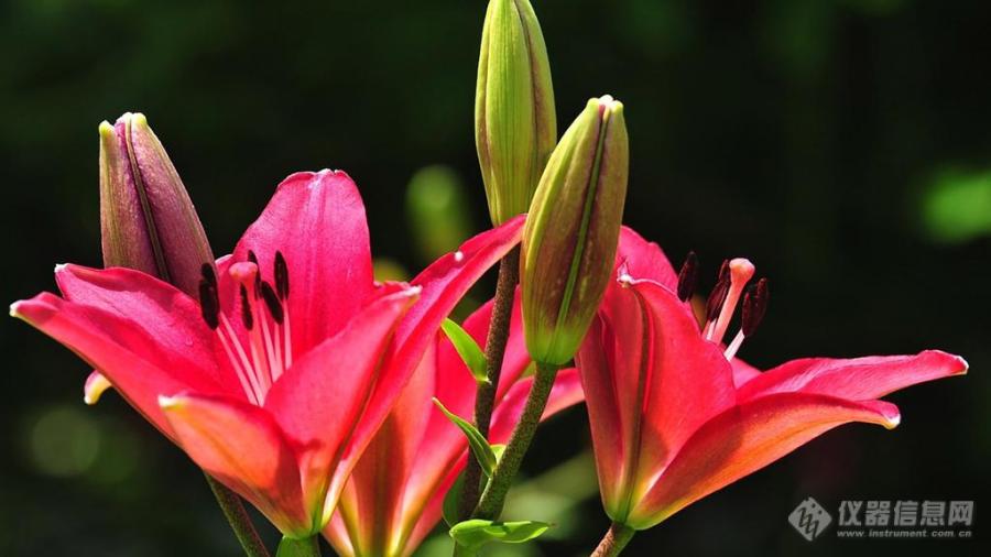 娇艳的百合花