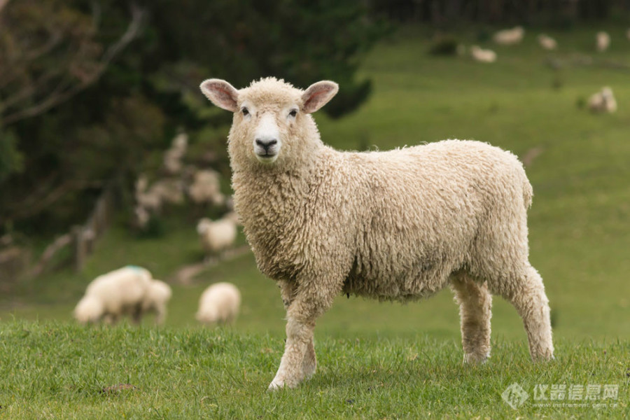 【原创大赛】【生活中的分析】山羊毛不是羊毛？ 明明白白消费之——羊毛和羊绒