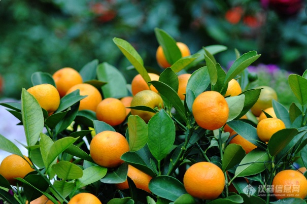 2月份吃什么水果：橘子