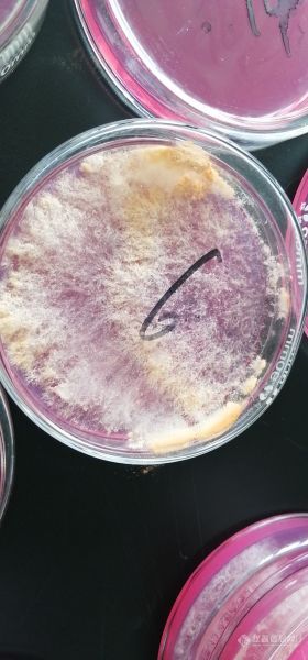 化验室霉菌被污染怎么彻底消杀？这是什么霉菌？