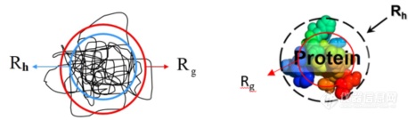 趣谈凝胶渗透色谱GPC/SEC – 检测篇之番外II之分子尺寸表征Rh和Rg