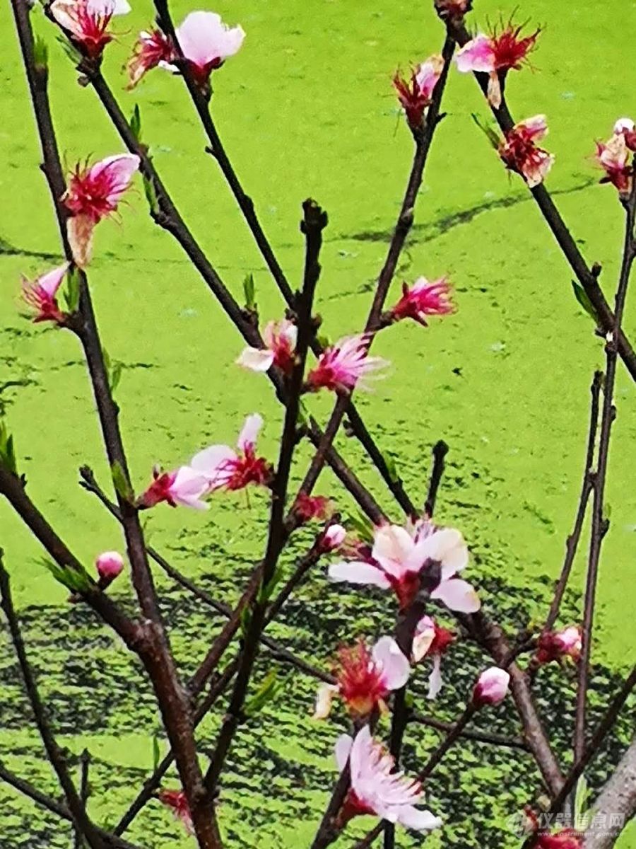 春天来了，花儿开了。（十三）