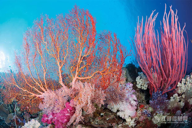 西太平洋帕劳和关岛珊瑚1
