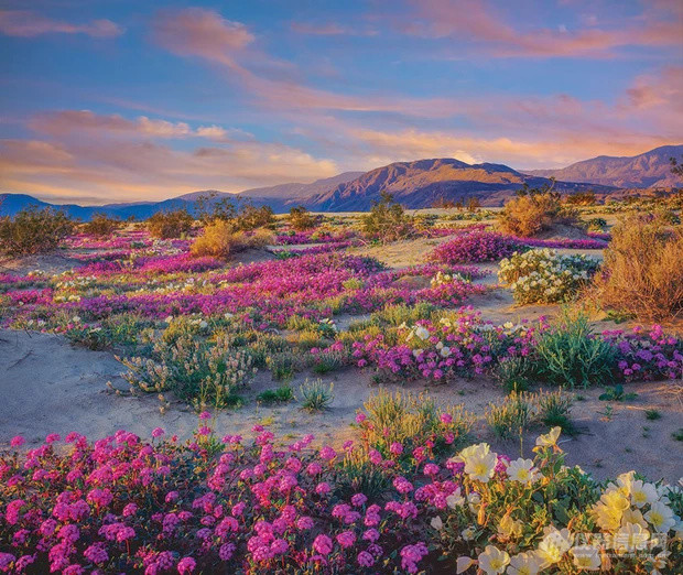 美国加利福尼亚安扎-波雷戈沙漠州立公园！