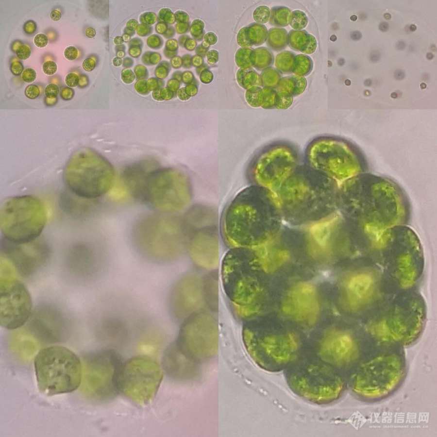 【原创大赛】空球藻的形态学和生活史观察