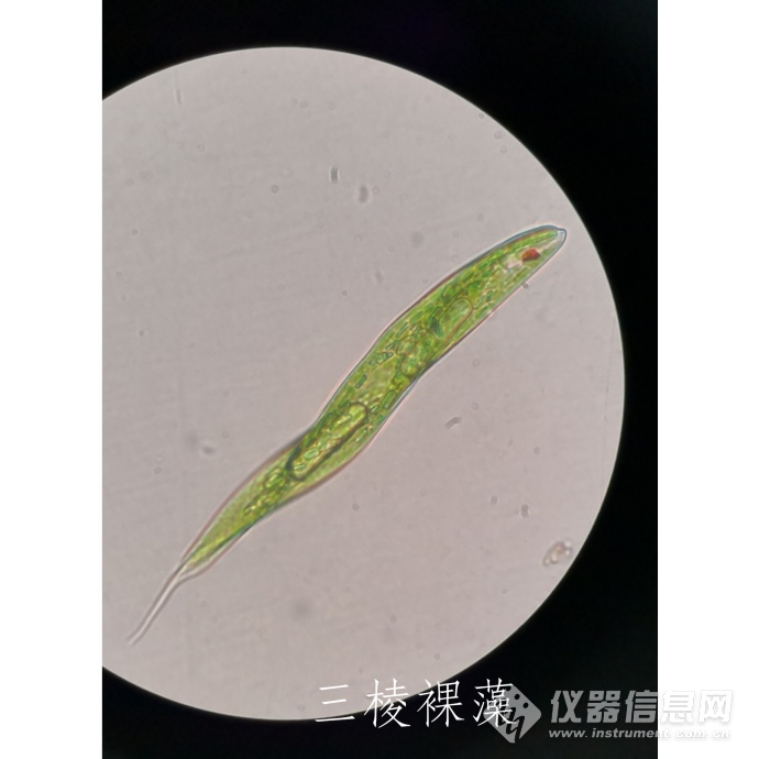 这些年遇见的裸藻