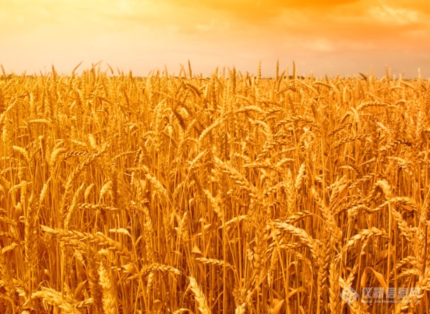 小麦面粉的营养价值