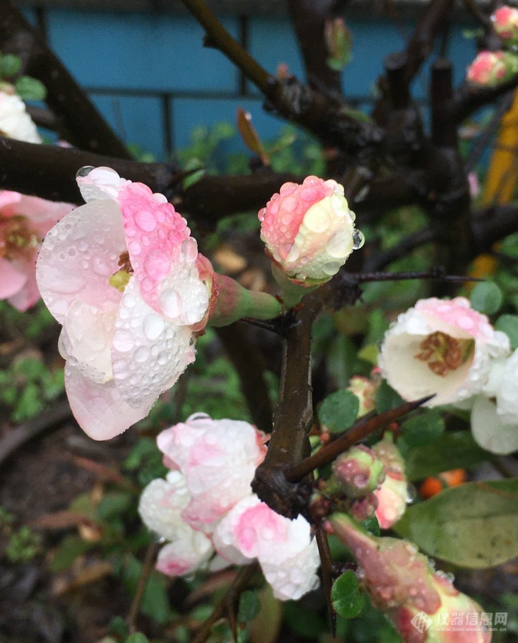 雨中木瓜花