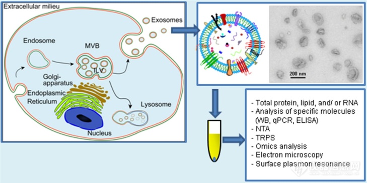 【原创大赛】外泌体的发生及组成