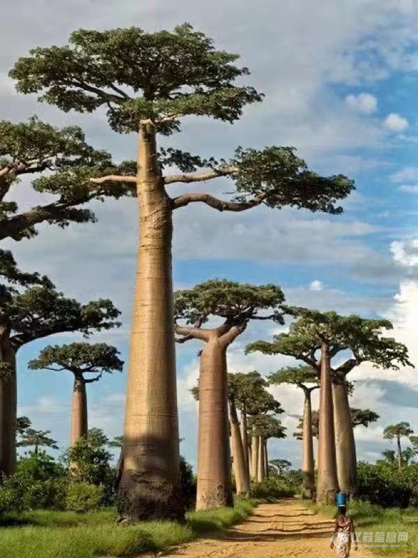非洲马达加斯加岛 奇特的猴面包树1