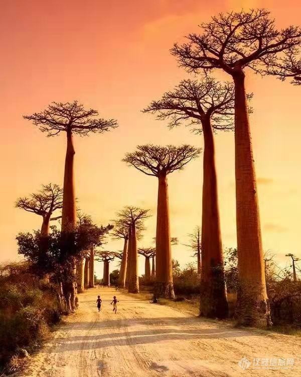 非洲马达加斯加岛 奇特的猴面包树3